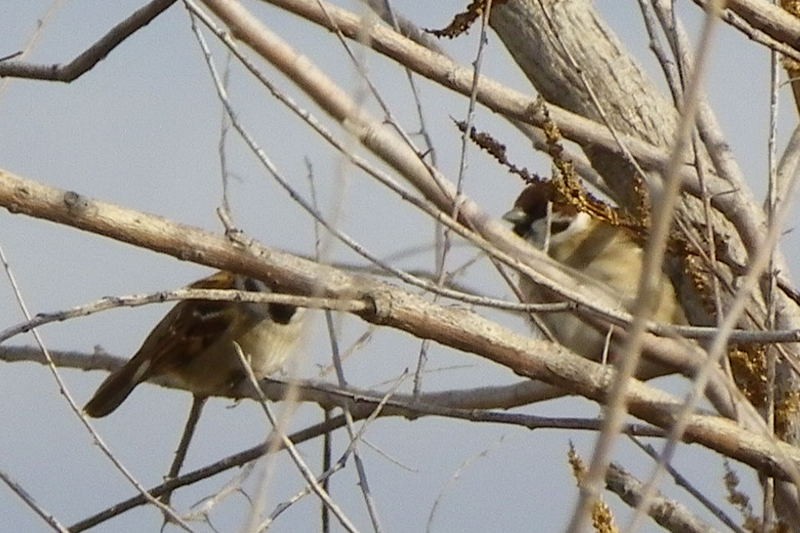 Eurasian Tree Sparrow - ML611833355
