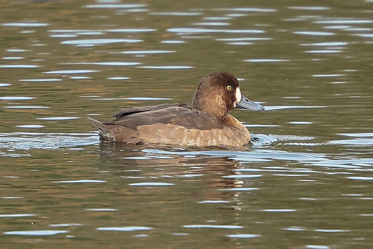 Greater Scaup - ML611833435