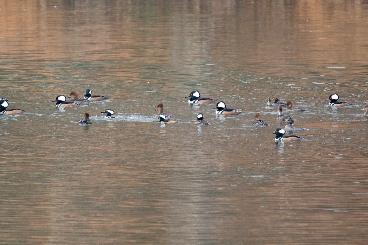 Hooded Merganser - ML611833471