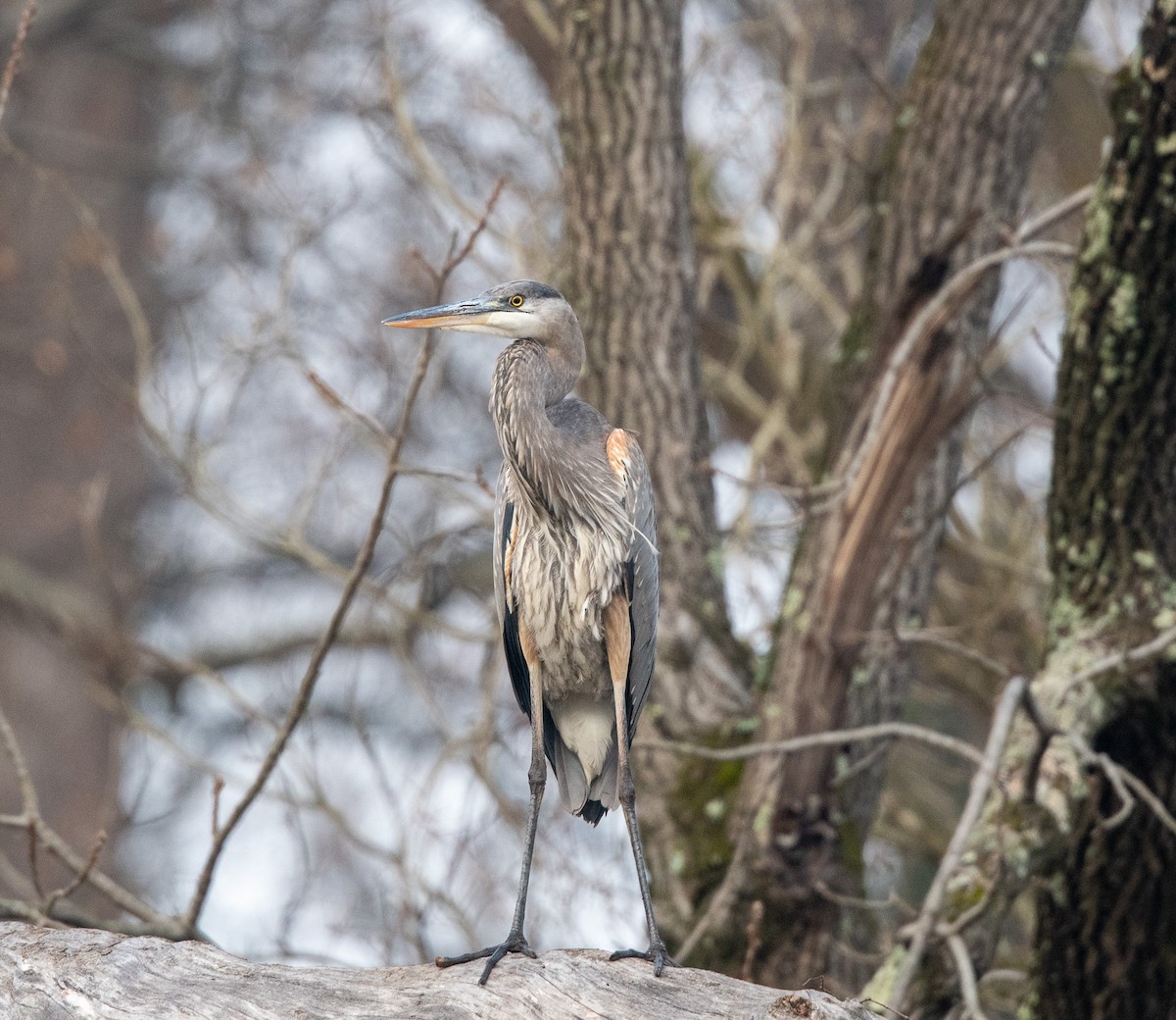 Great Blue Heron - ML611833482