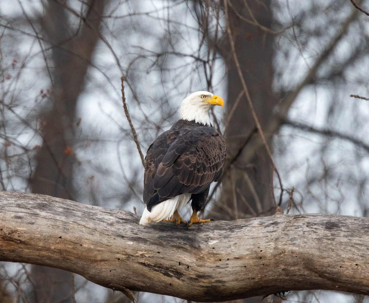 Bald Eagle - ML611833498