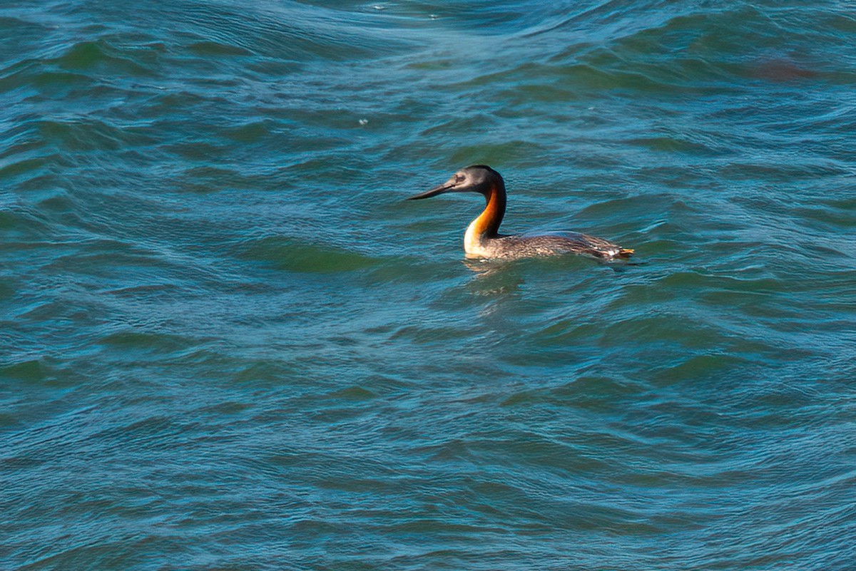 Great Grebe - ML611833504