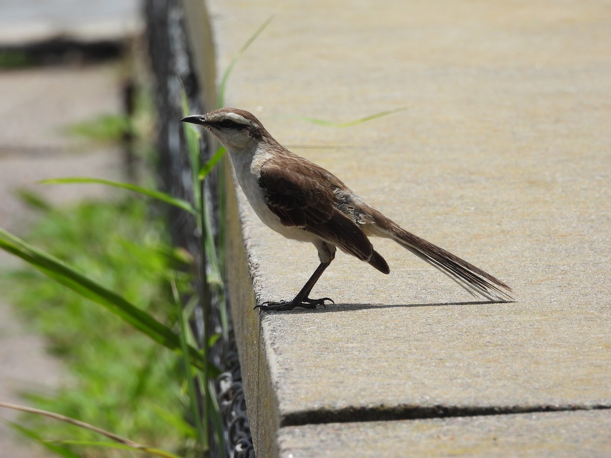 Chalk-browed Mockingbird - ML611833531