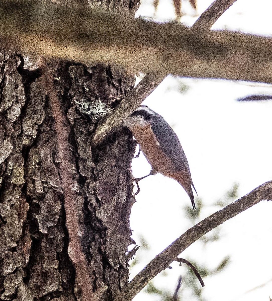 Red-breasted Nuthatch - Amanda Dulworth