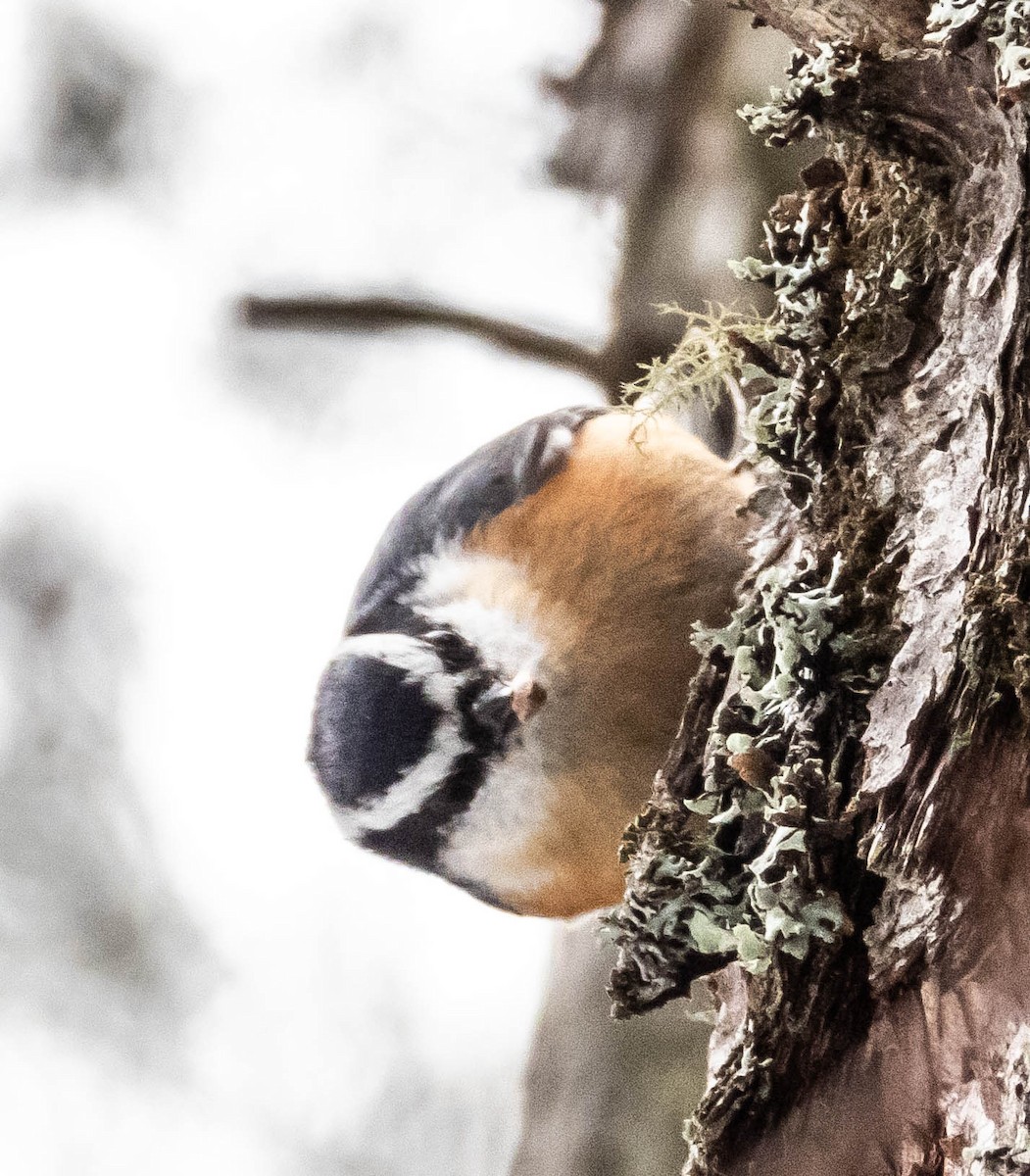 Red-breasted Nuthatch - Amanda Dulworth