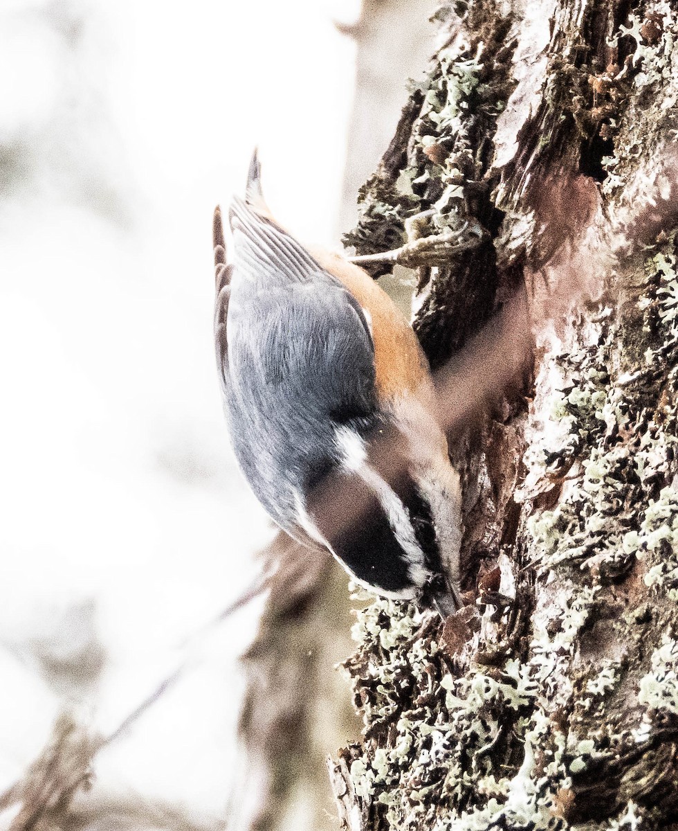 Red-breasted Nuthatch - Amanda Dulworth