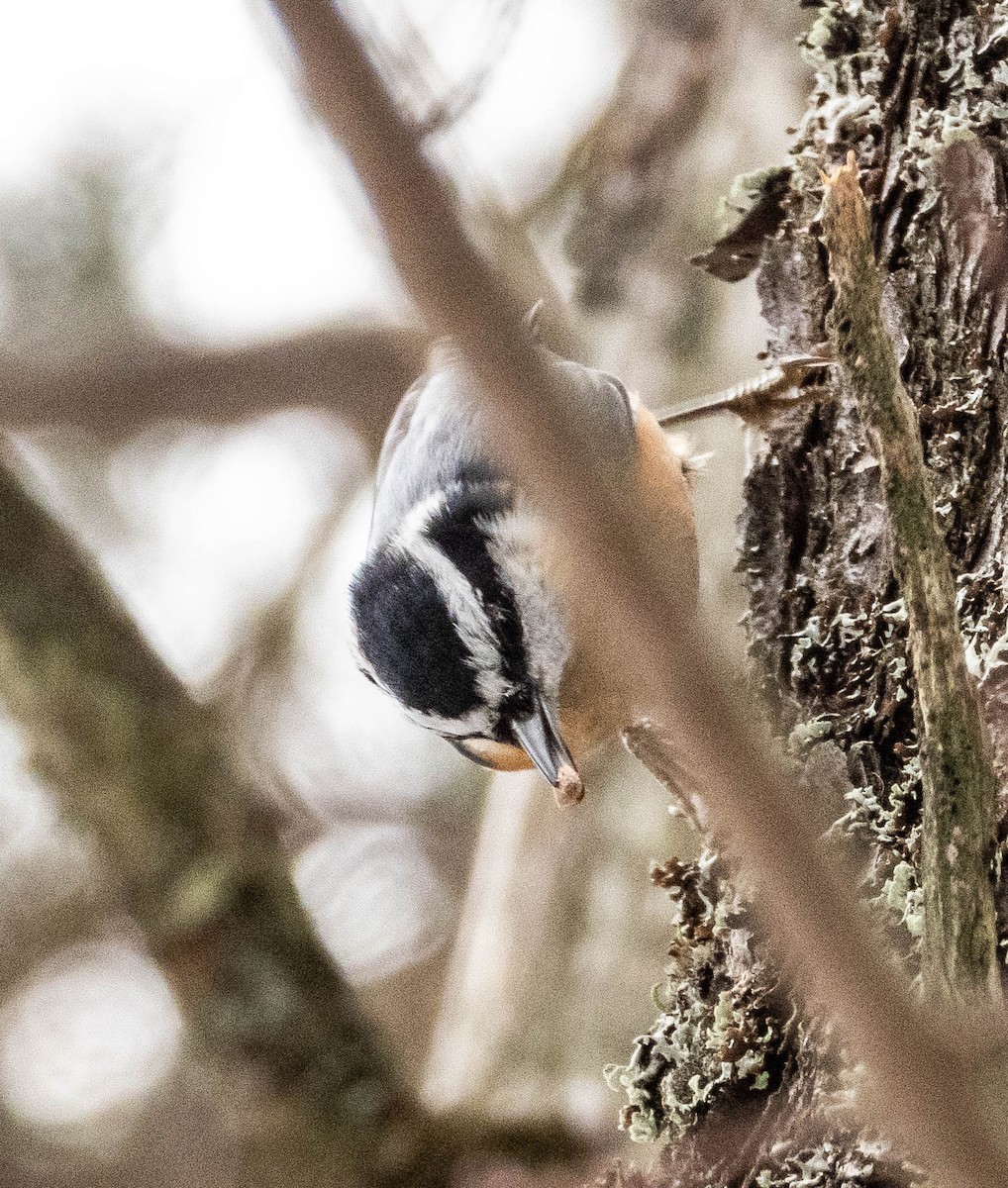 Red-breasted Nuthatch - Amanda Dulworth