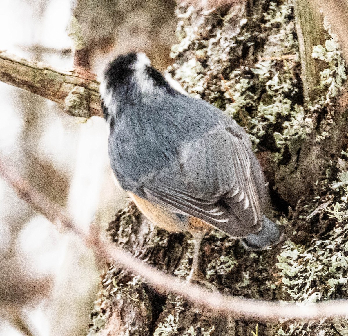 Red-breasted Nuthatch - Amanda Dulworth