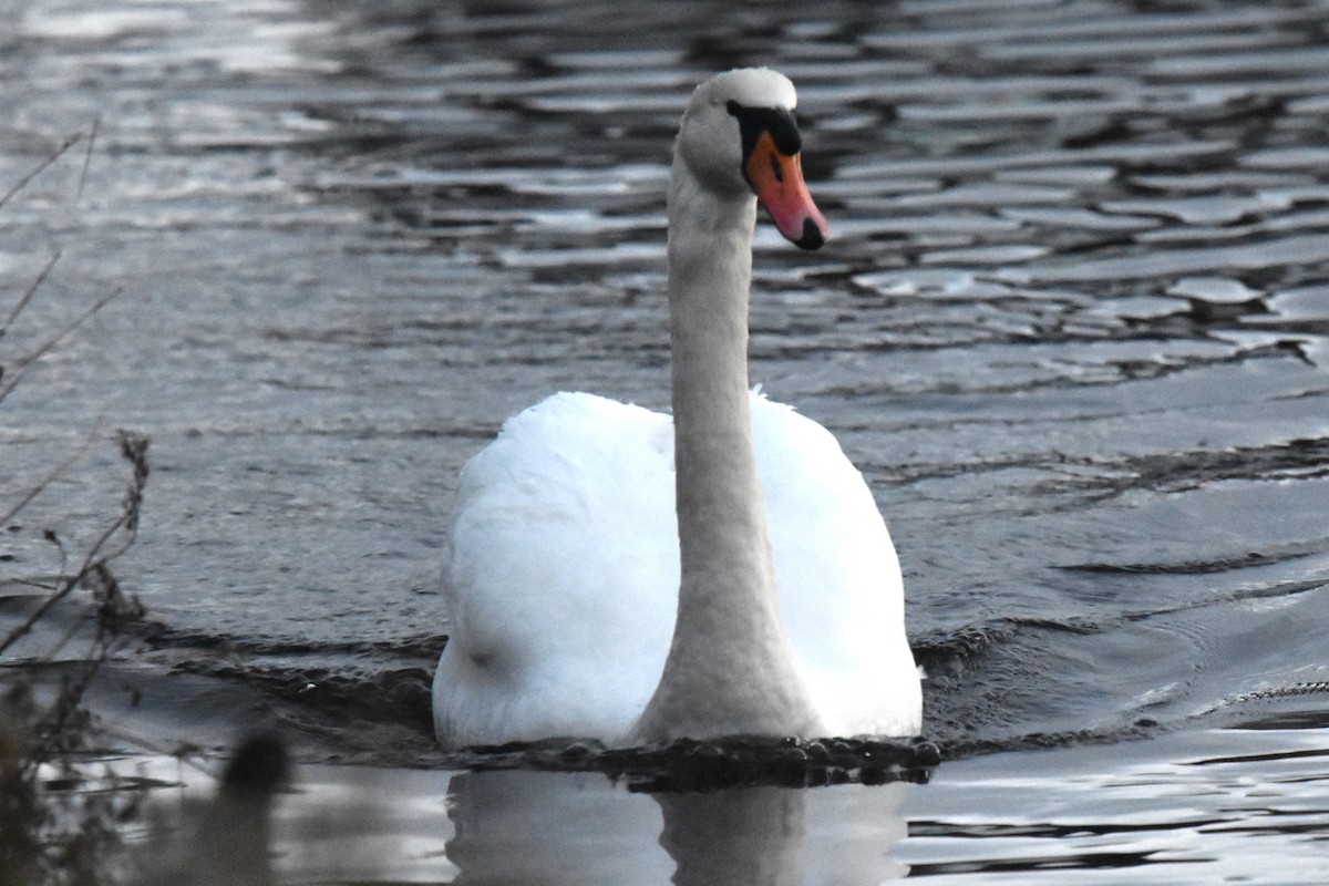 Cygne tuberculé - ML611833593