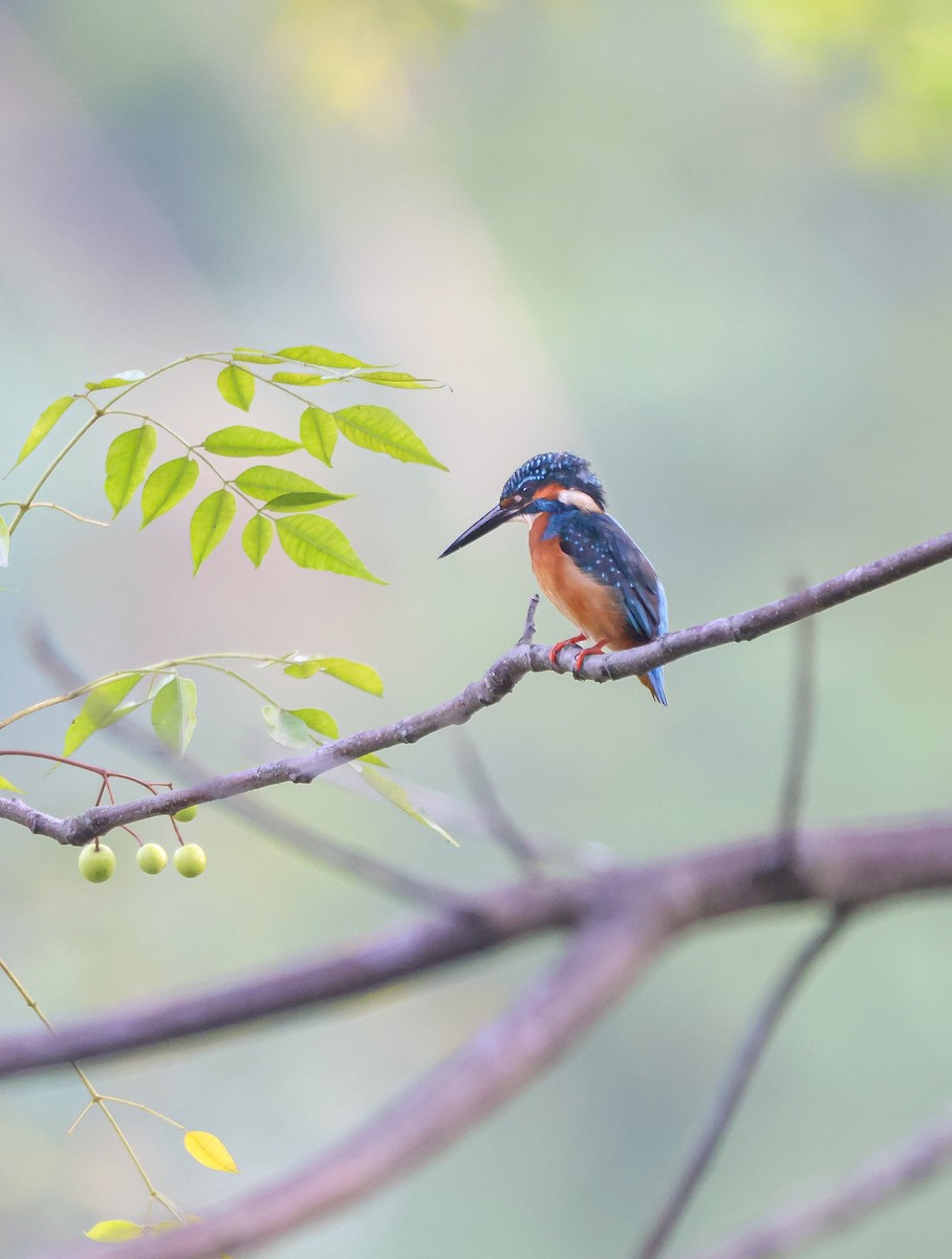 Common Kingfisher - Aidan Y