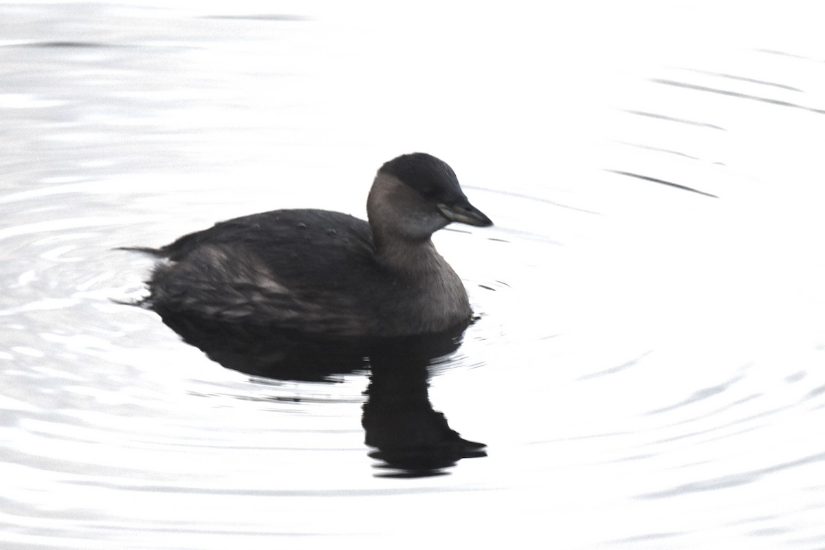 Little Grebe - ML611833606