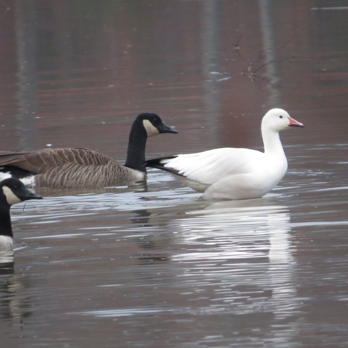 ハクガン - ML611833714