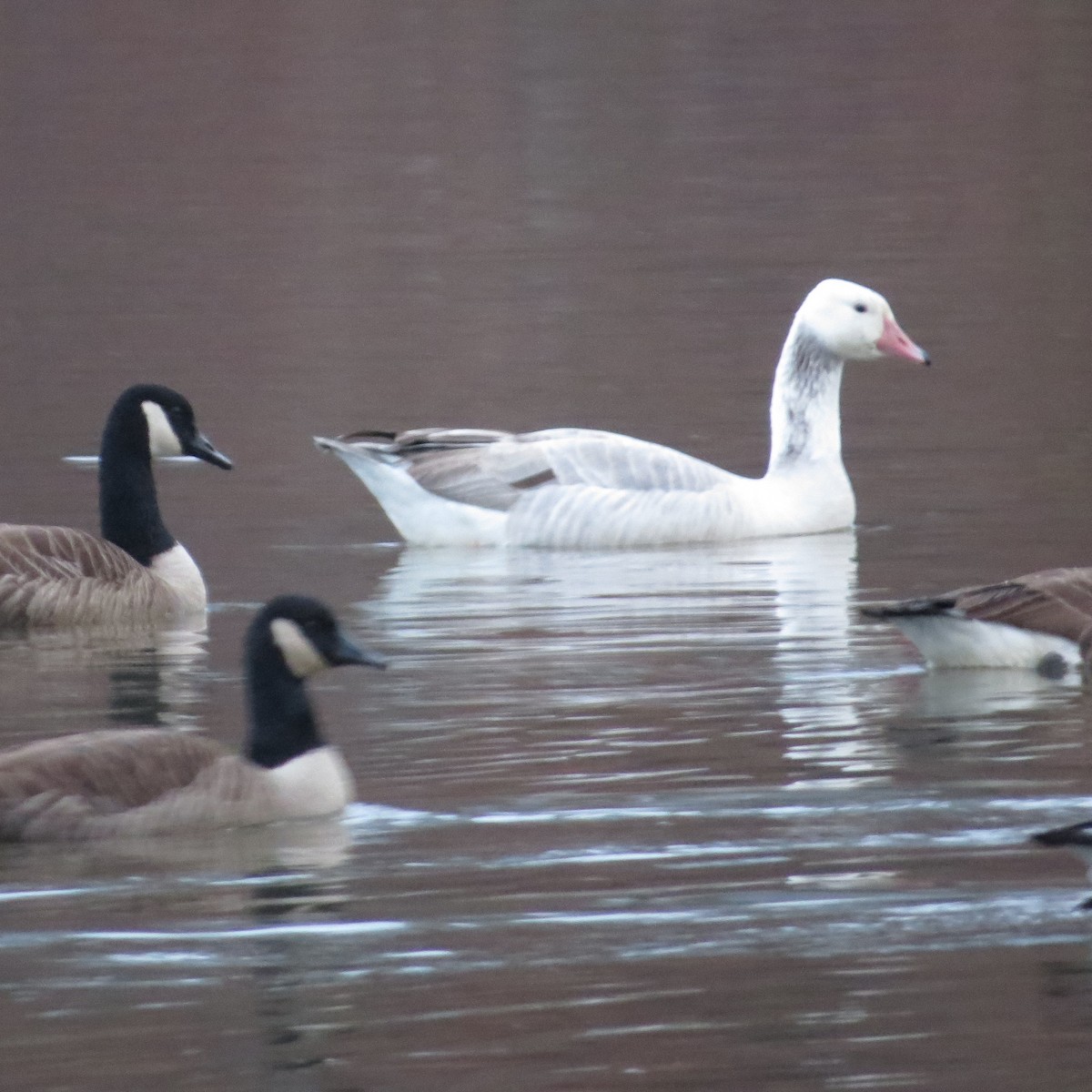 雑種 ハイイロガン ｘ カナダガン - ML611833720