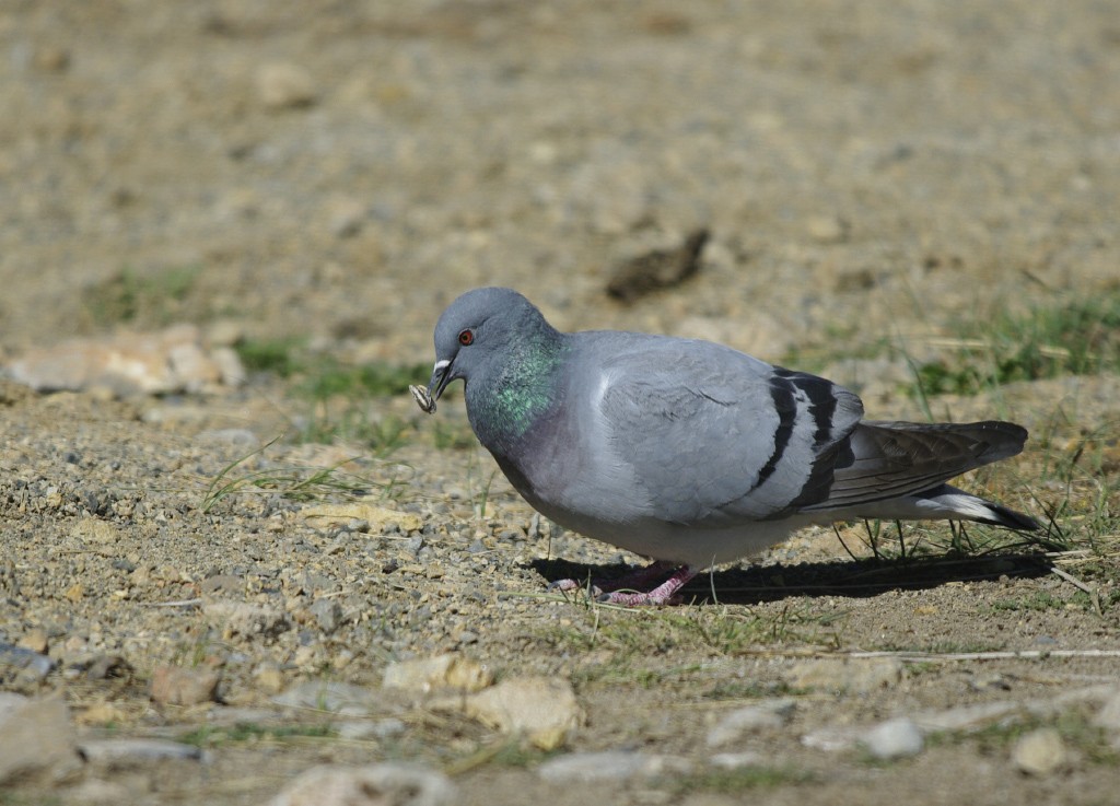 Pigeon des rochers - ML611833813
