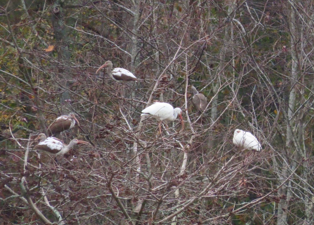 White Ibis - ML611834061