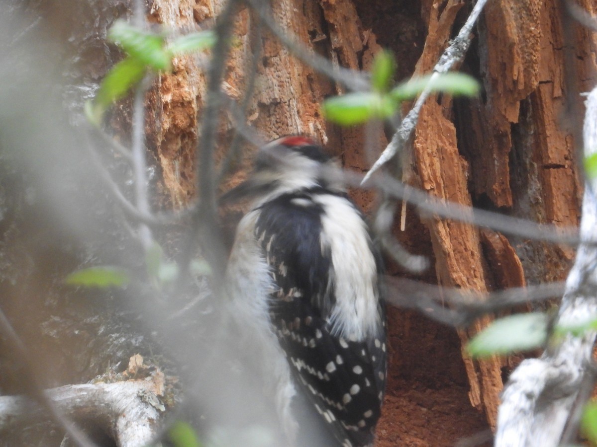 Hairy Woodpecker - ML611834071