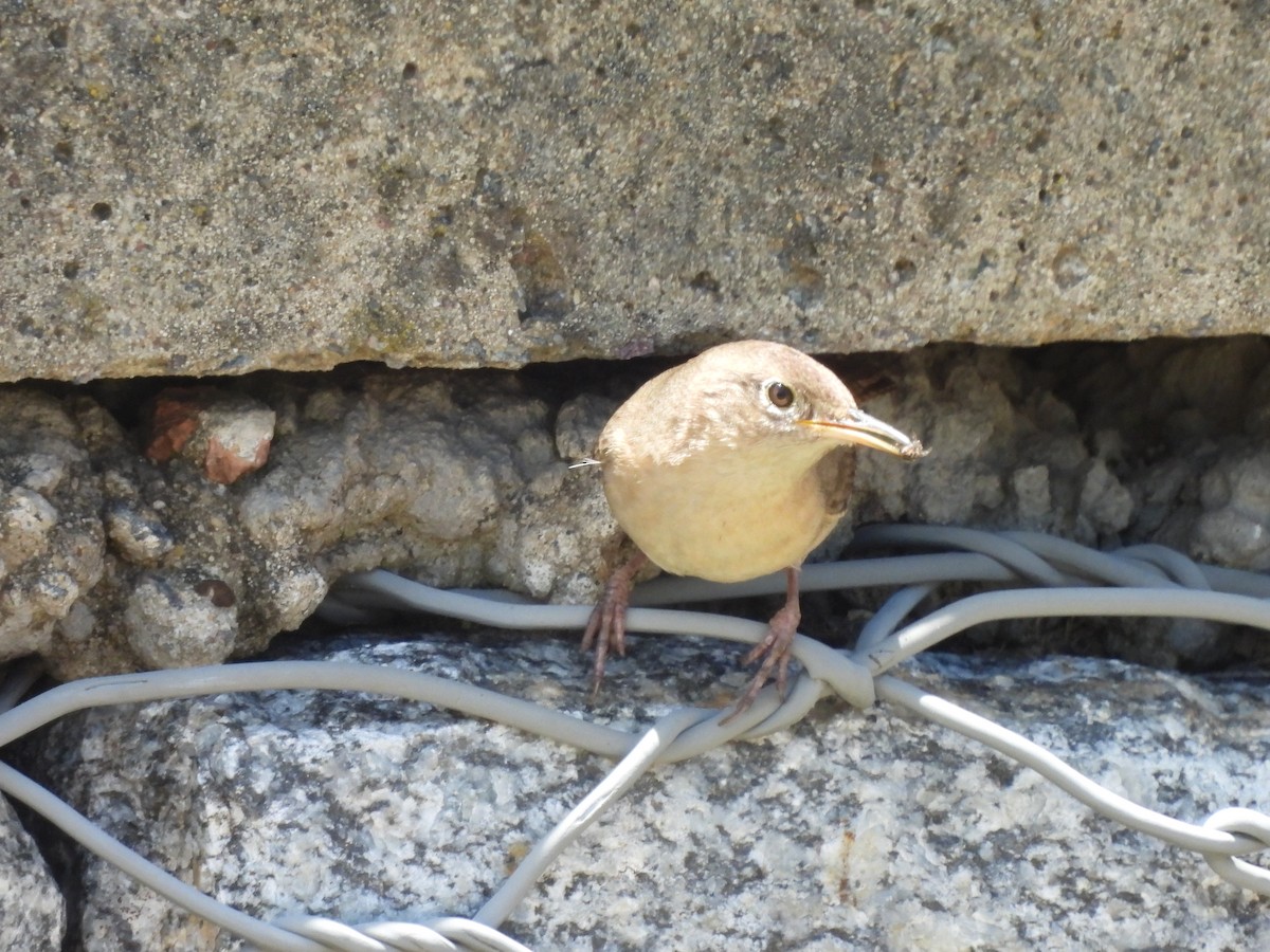 House Wren - ML611834093