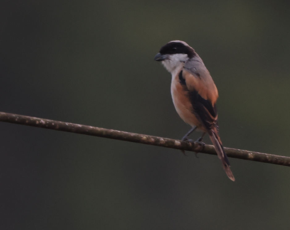 Long-tailed Shrike - Aidan Y