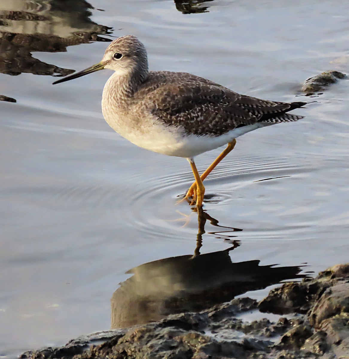 Greater Yellowlegs - Martha Keller