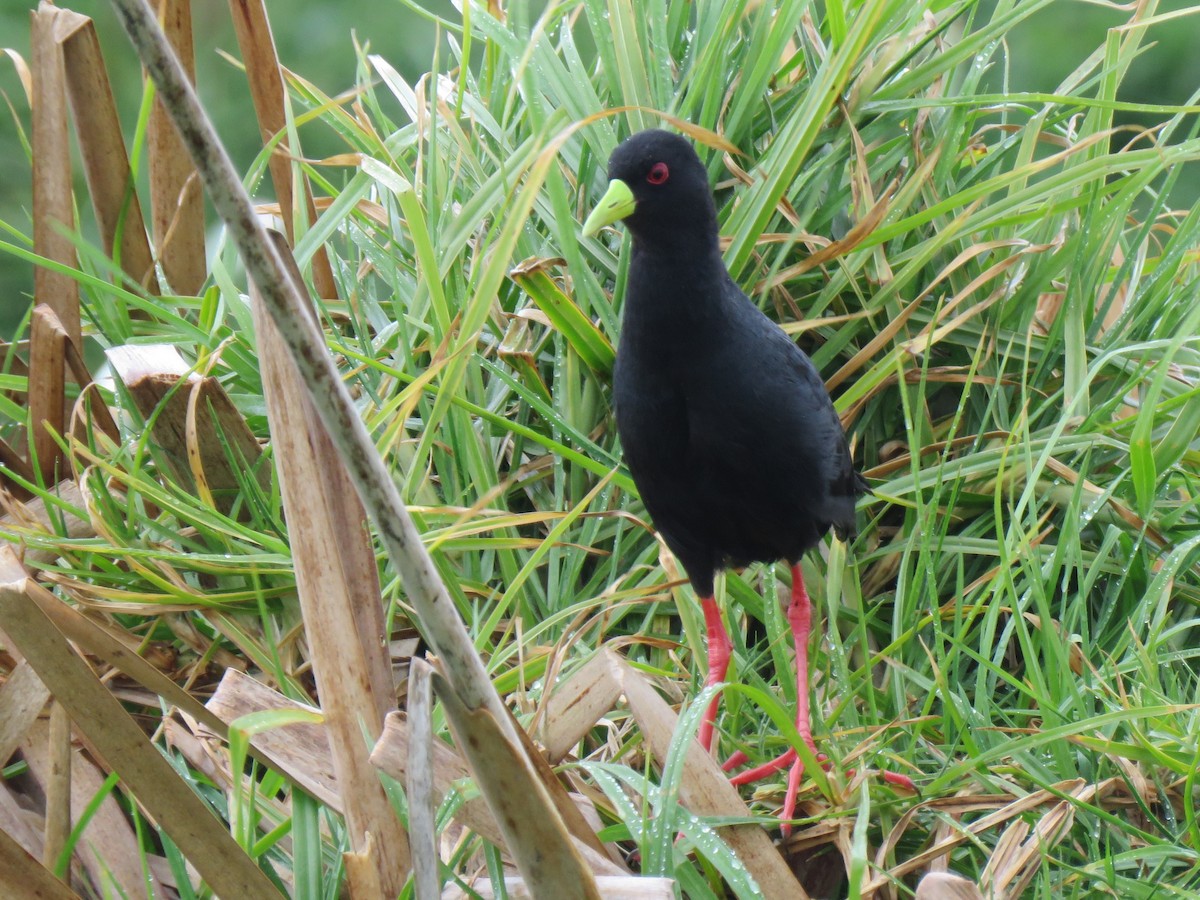 Black Crake - Debbie Beer