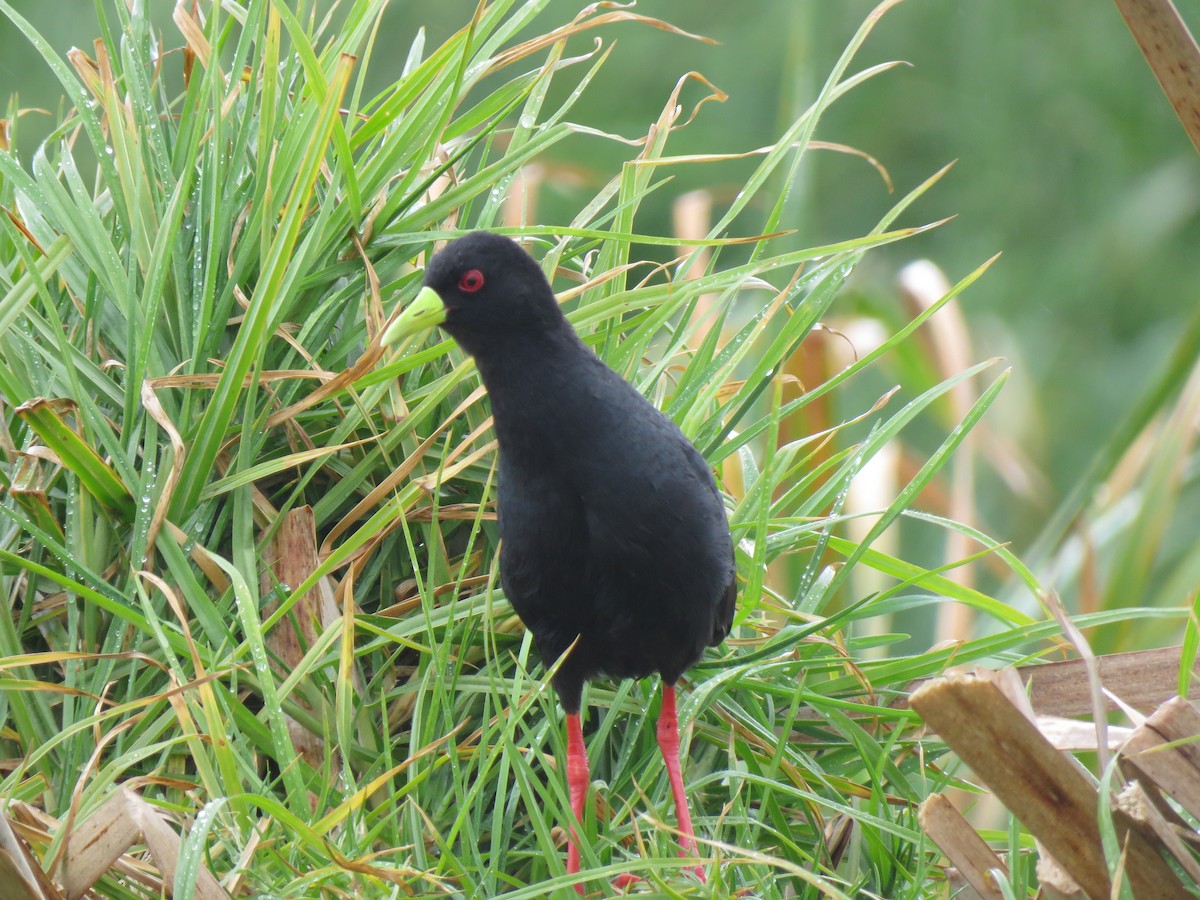 Black Crake - Debbie Beer