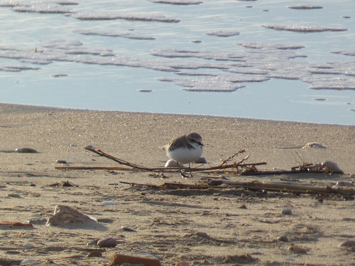 Kentish Plover - ML611834269