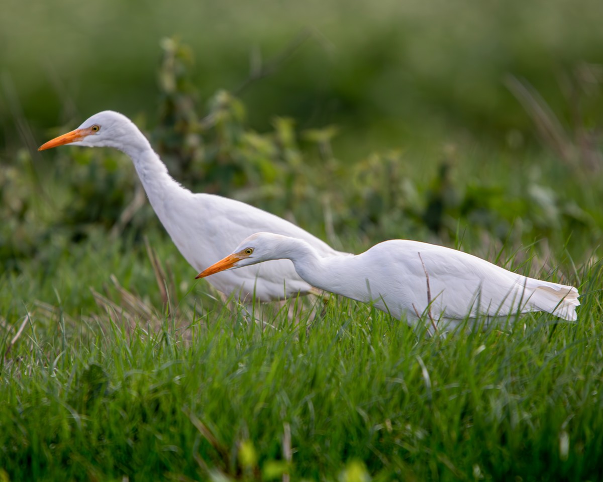 Western Cattle Egret - Yeray Pérez