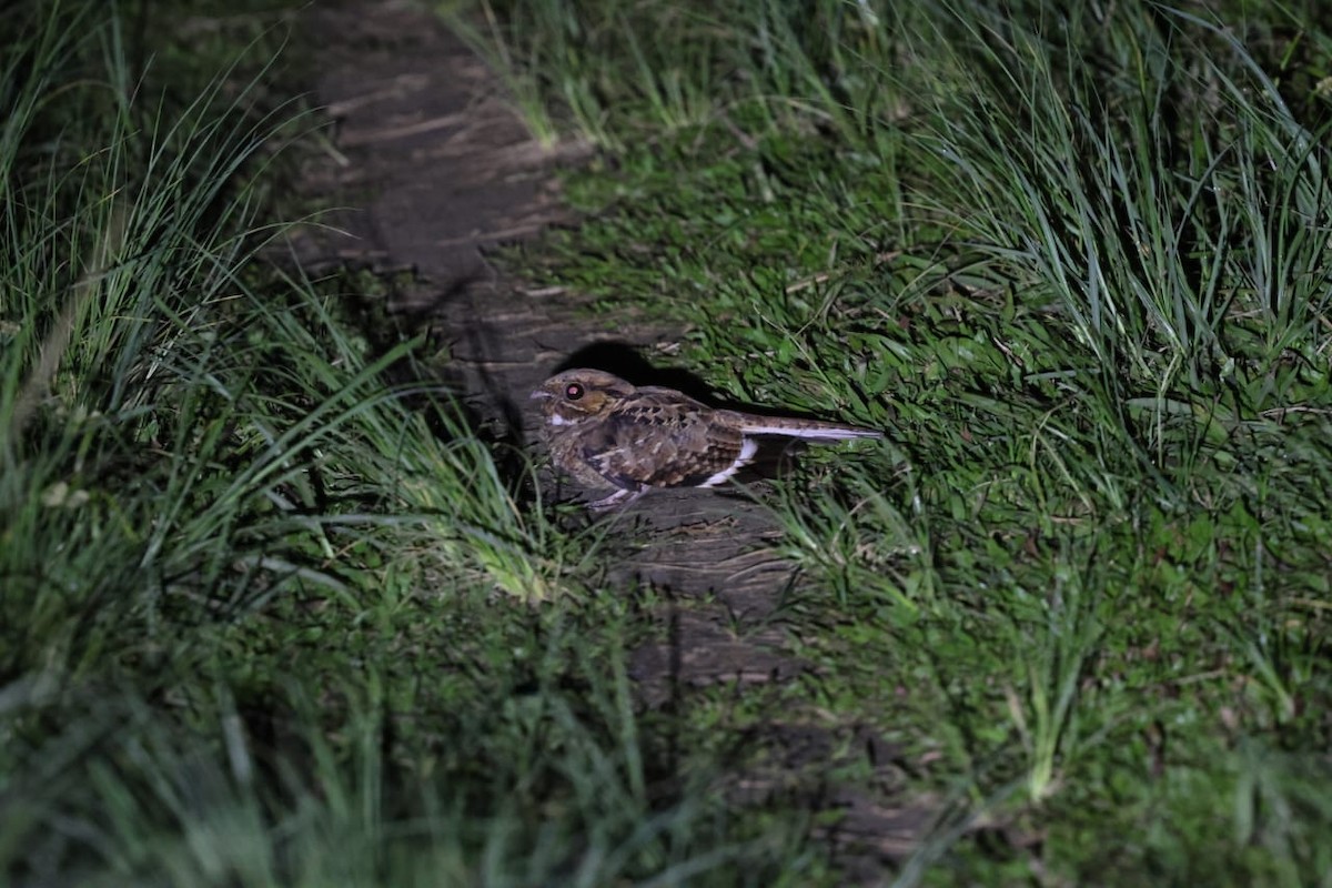 Common Pauraque - ML611834302