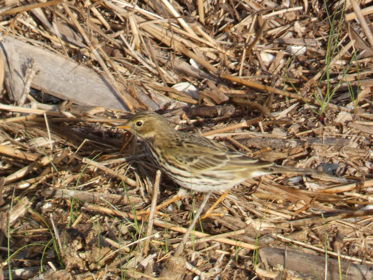 Meadow Pipit - ML611834311