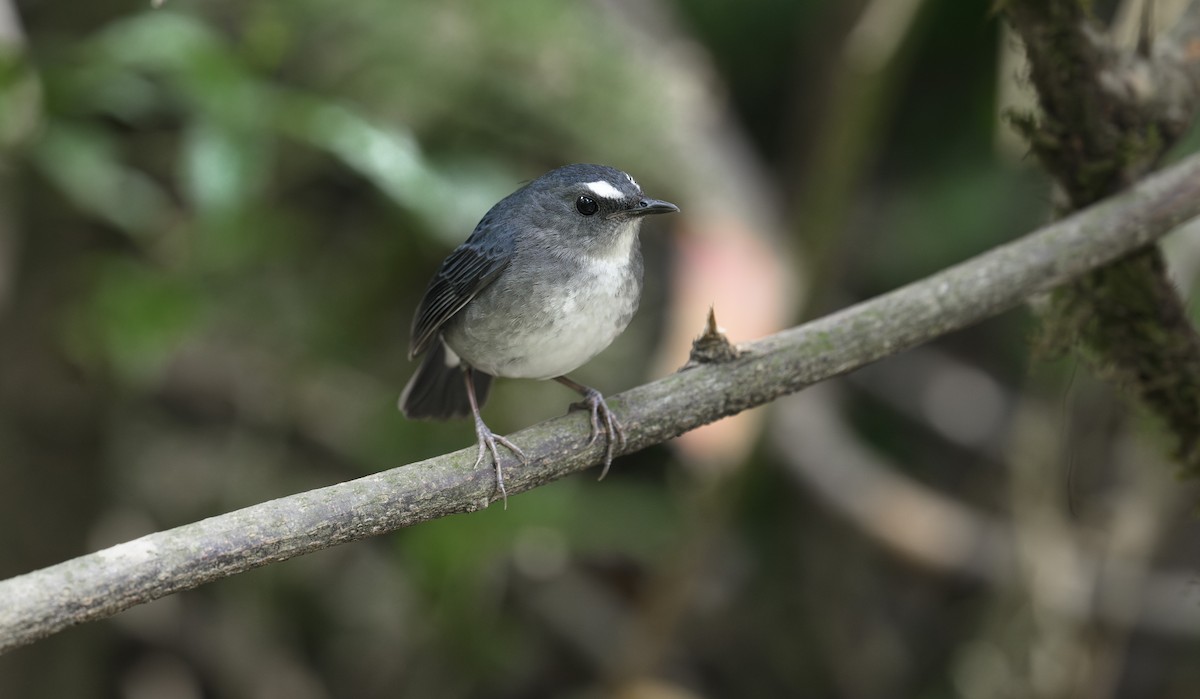 Lesser Shortwing - Sunil Kini