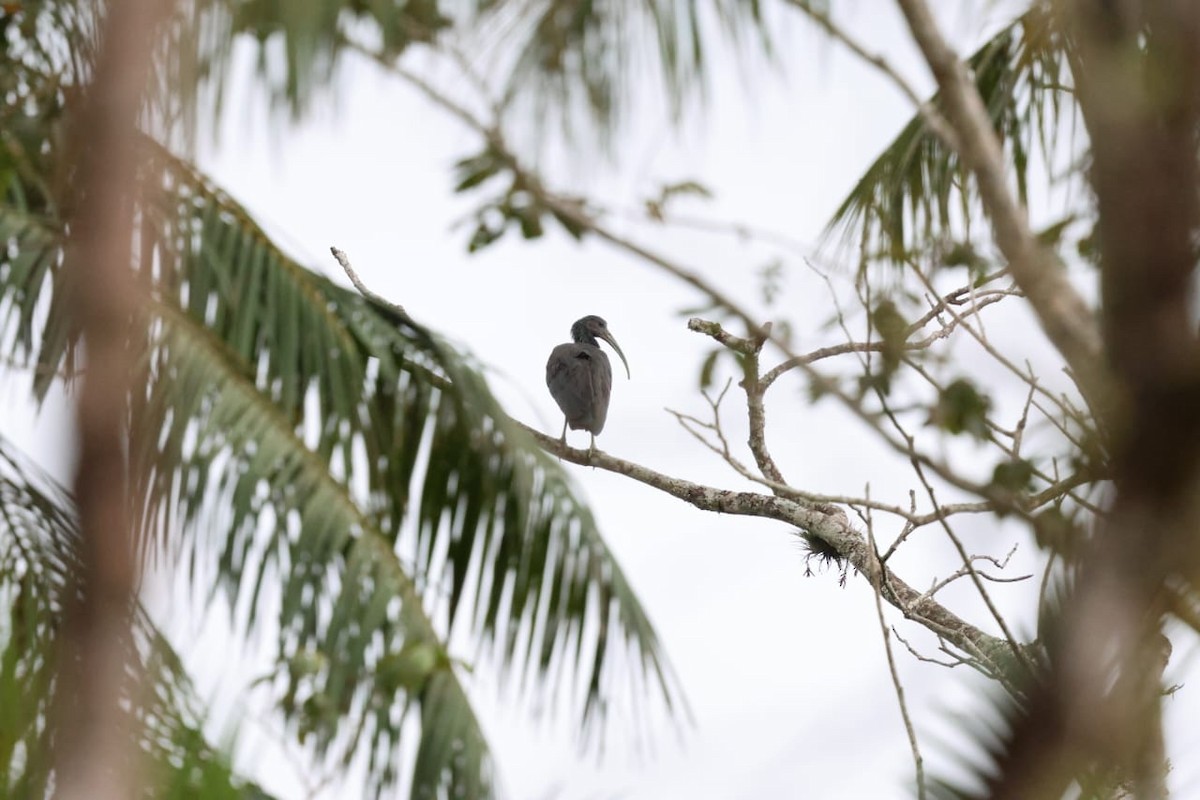 Green Ibis - ML611834344
