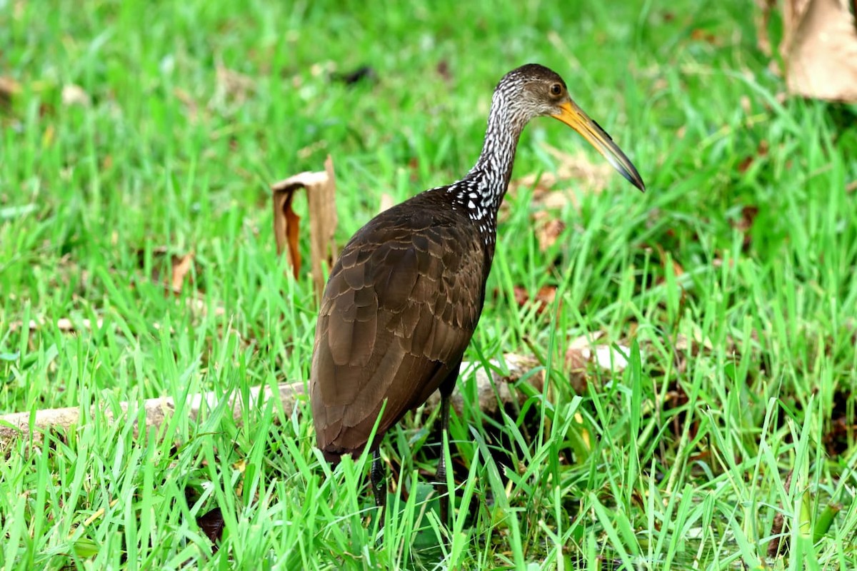 Limpkin - ML611834366