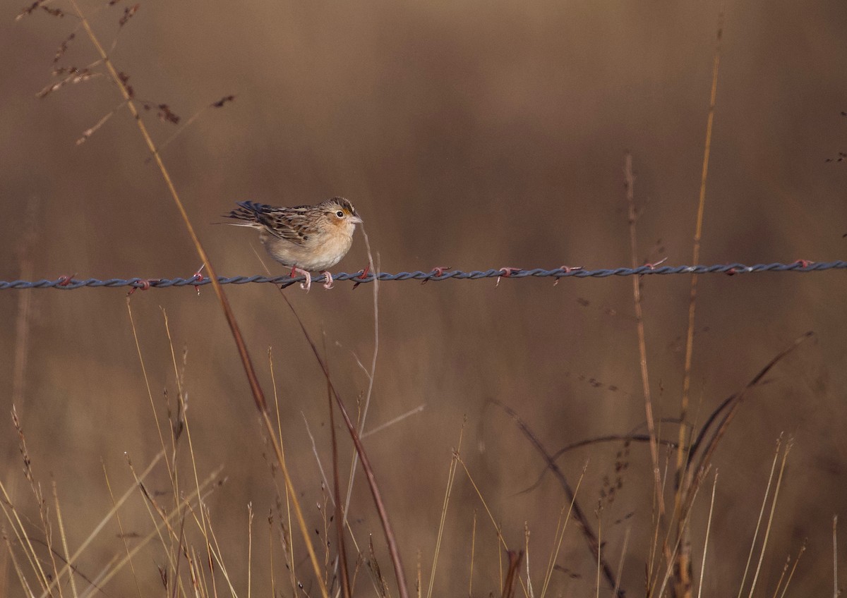 Grasshopper Sparrow - ML611834381