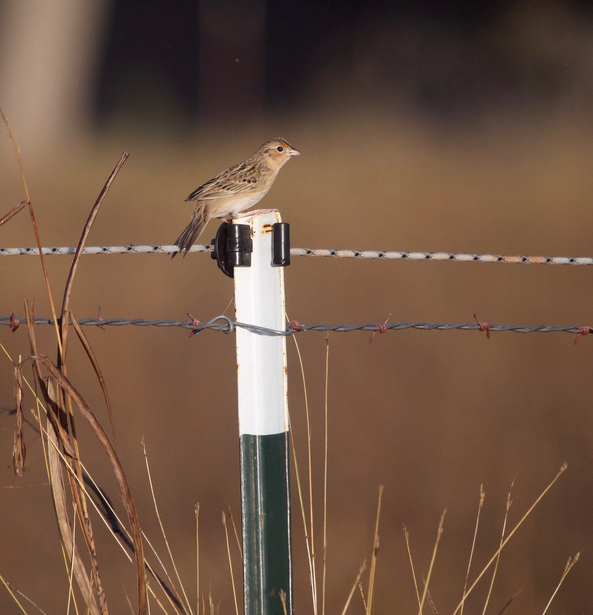 Grasshopper Sparrow - Gautam Apte