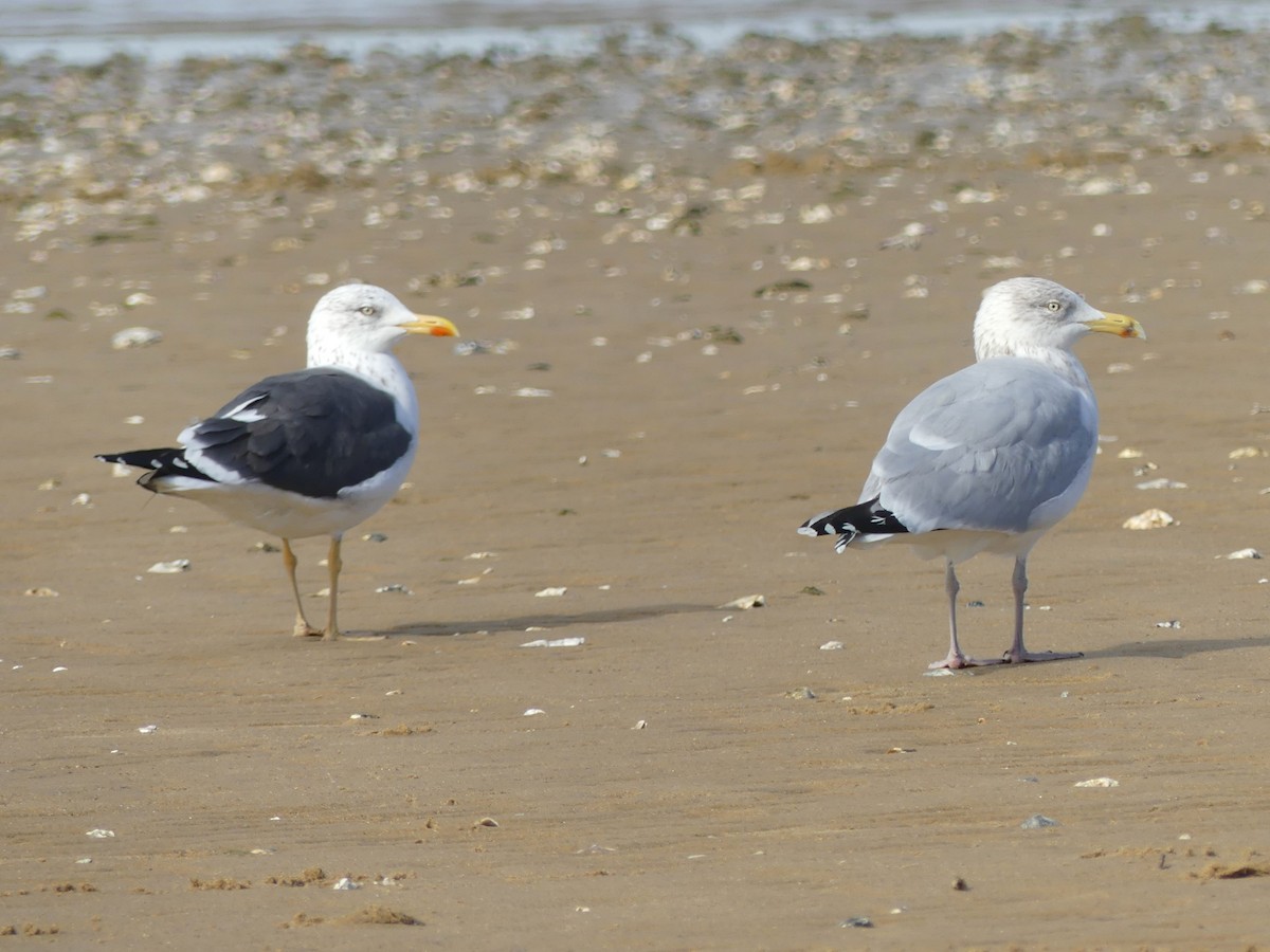 Gaviota Argéntea Europea - ML611834399