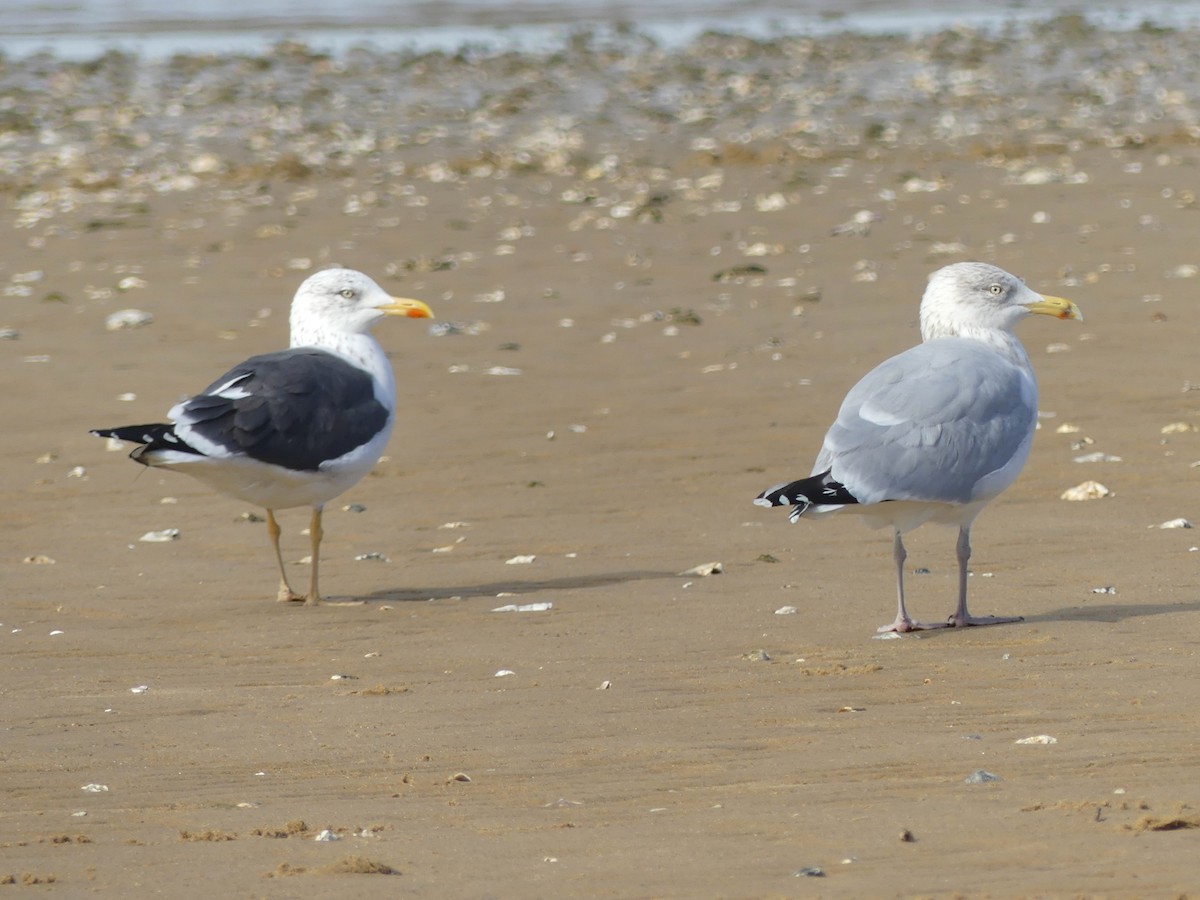 Herring Gull - ML611834399