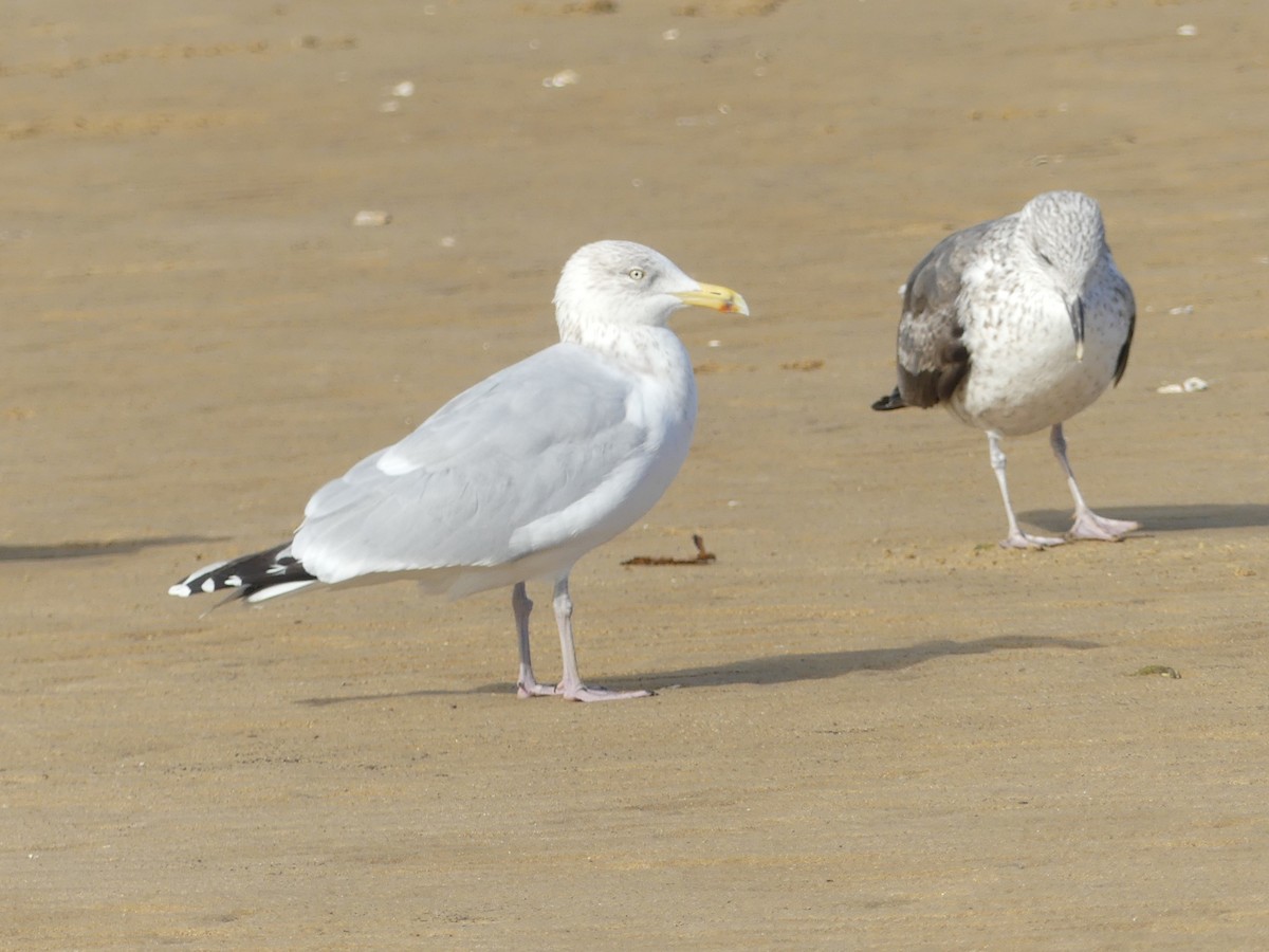 Gaviota Argéntea Europea - ML611834402