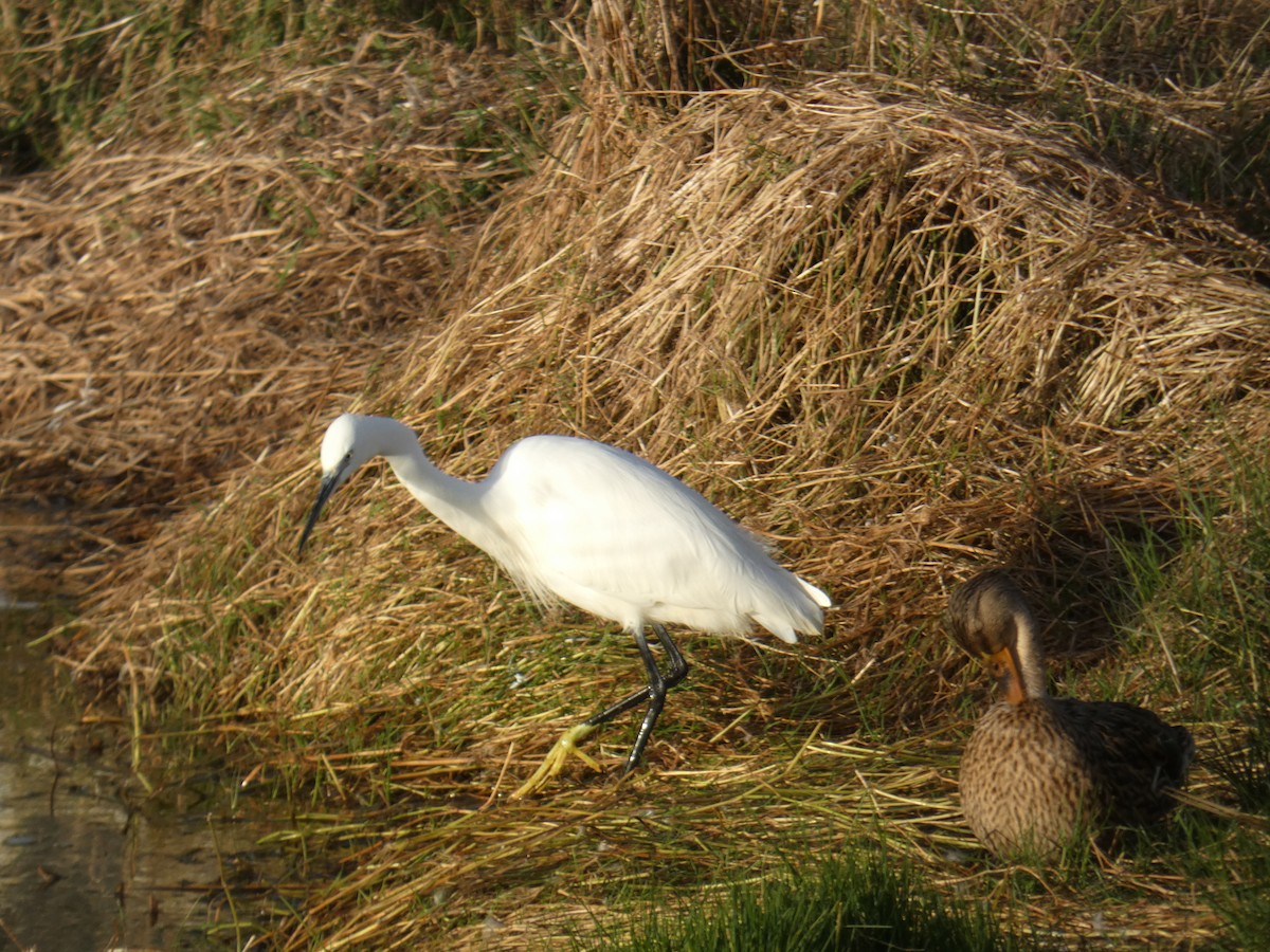 Little Egret - ML611834423