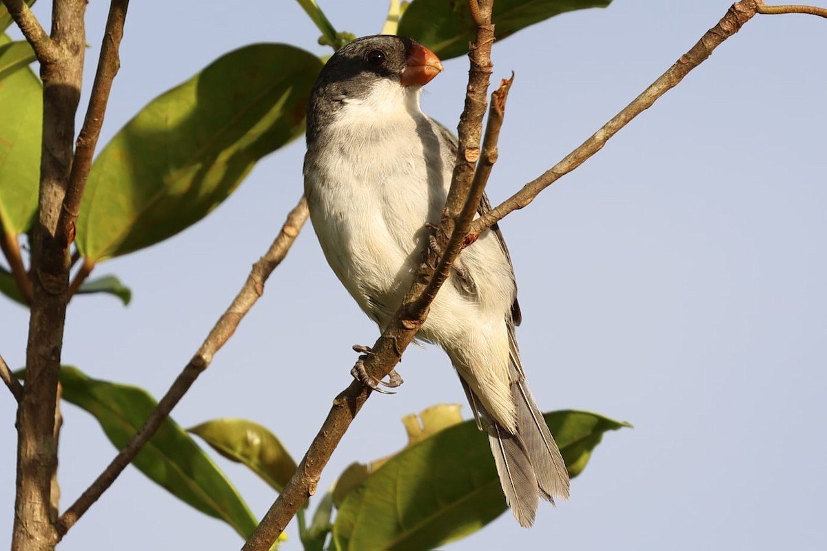 White-bellied Seedeater - ML611834424