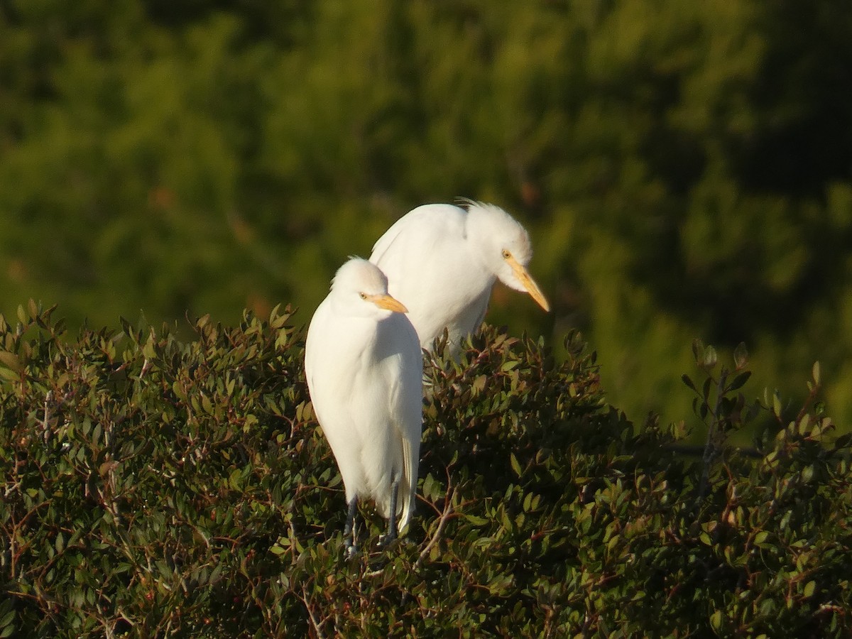 Western Cattle Egret - ML611834512