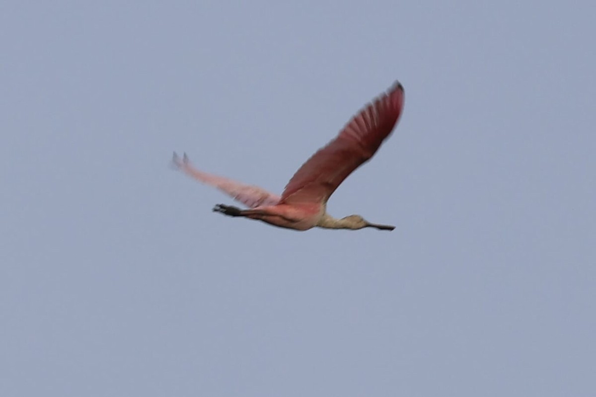 Roseate Spoonbill - ML611834525