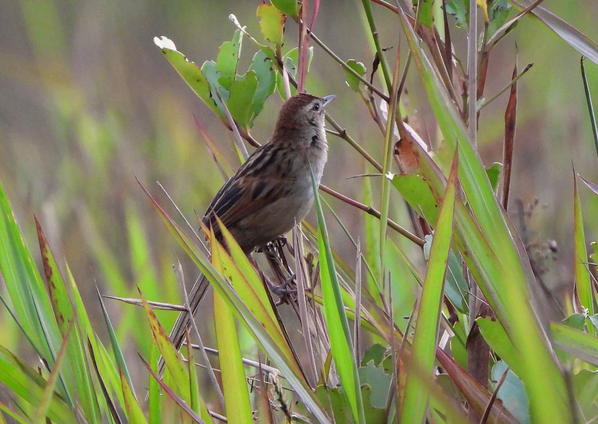 Papuan Grassbird - ML611834532