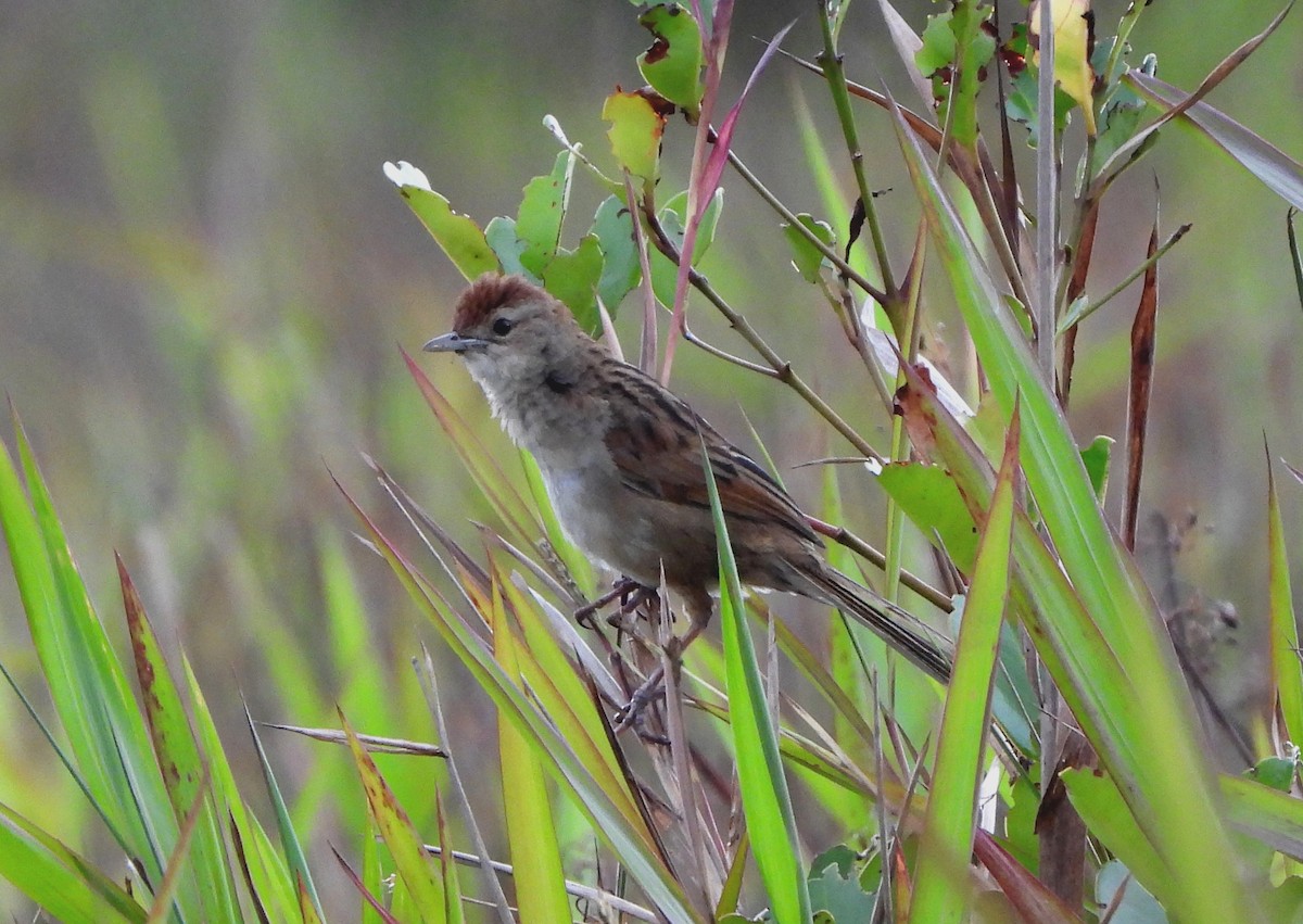 Papuan Grassbird - ML611834533