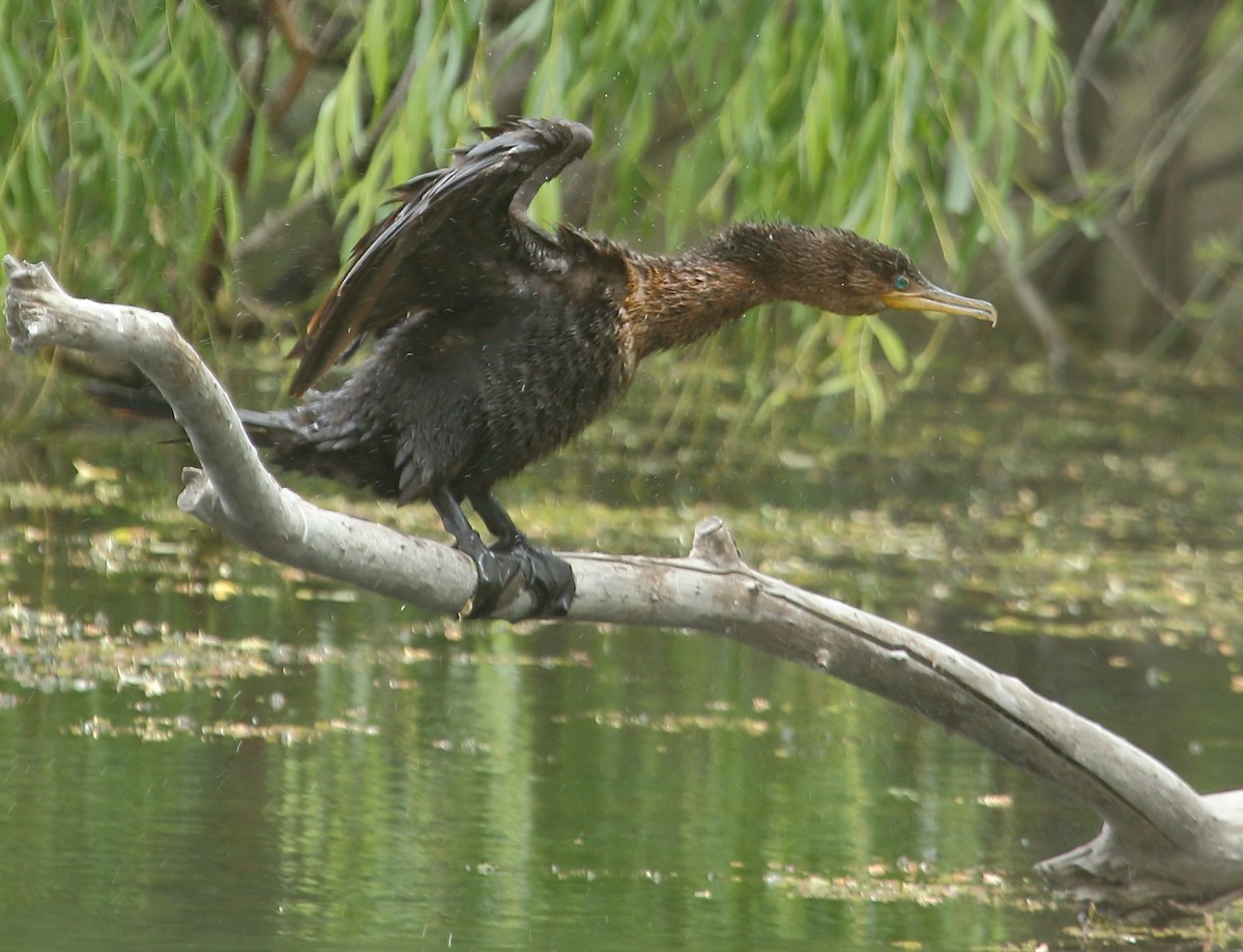 Neotropic Cormorant - Daniel Antonio Chiesa