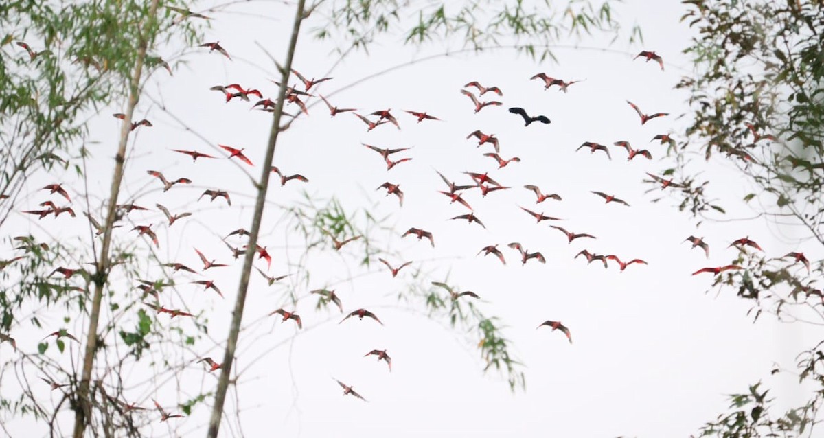 Scarlet Ibis - ML611834559