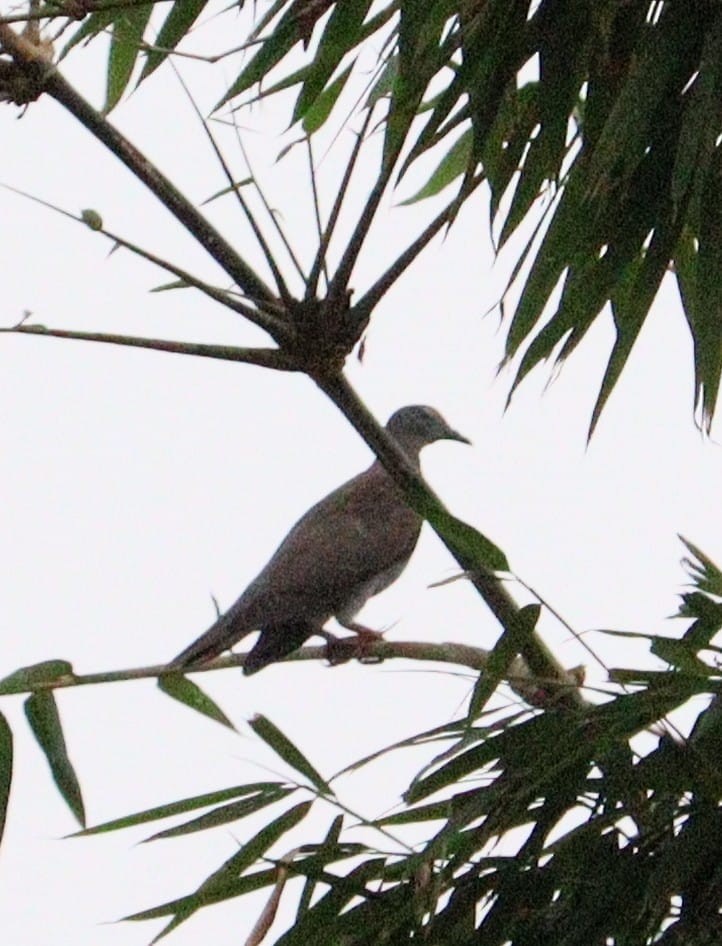 Pale-vented Pigeon - ML611834600