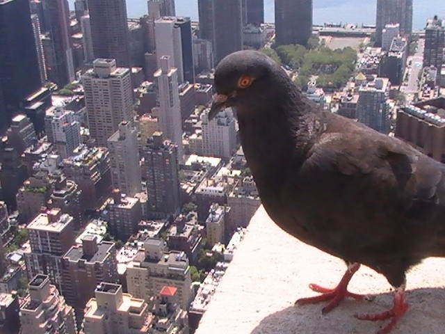 Rock Pigeon (Feral Pigeon) - ML611834620