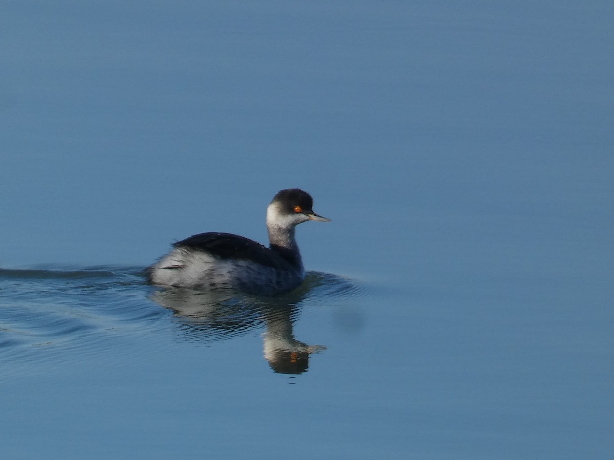 Eared Grebe - Xavier Parra Cuenca