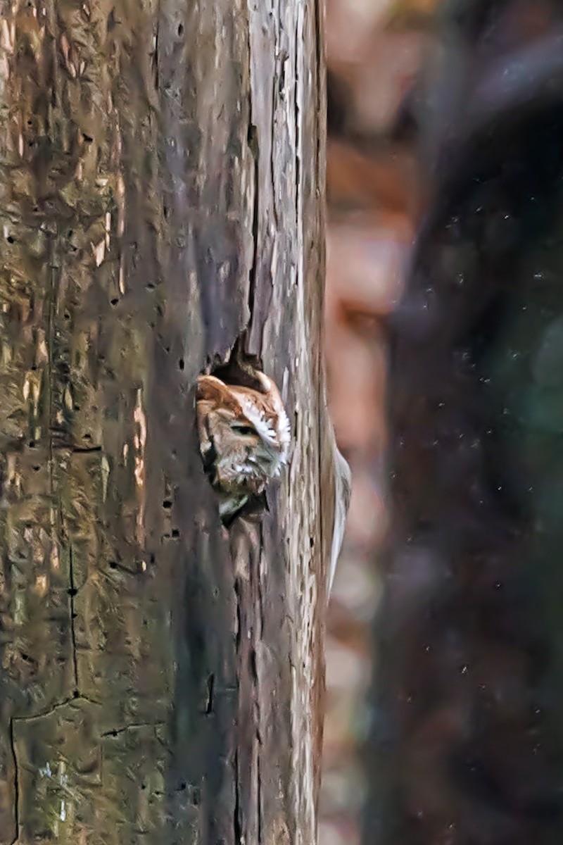 Eastern Screech-Owl - Niraj  Jobanputra