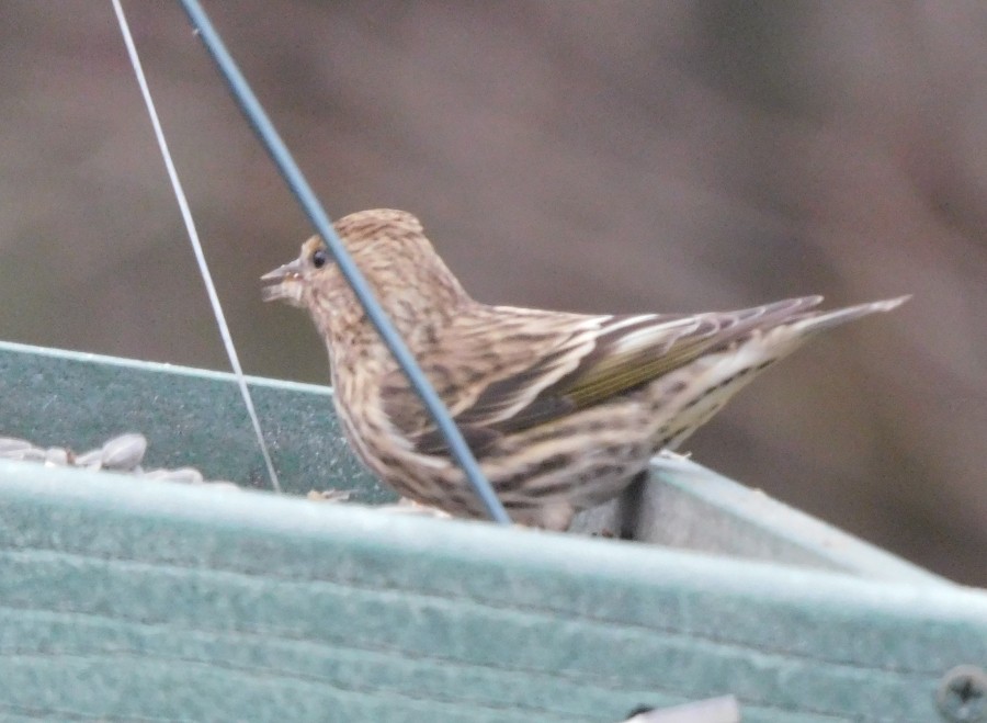 Pine Siskin - ML611834785